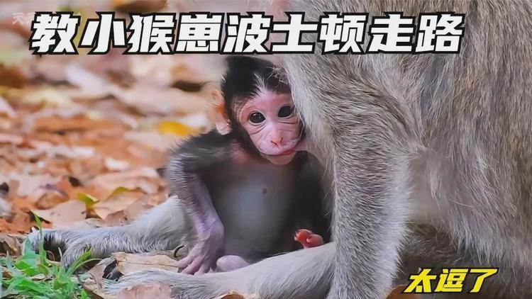 开奖澳门开奖结果+开奖记录表和车钥匙逗猴被猴抢走与猴子车钥匙