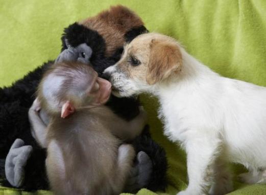 澳门6合开奖结果和车钥匙逗猴被猴抢走与猴子车钥匙