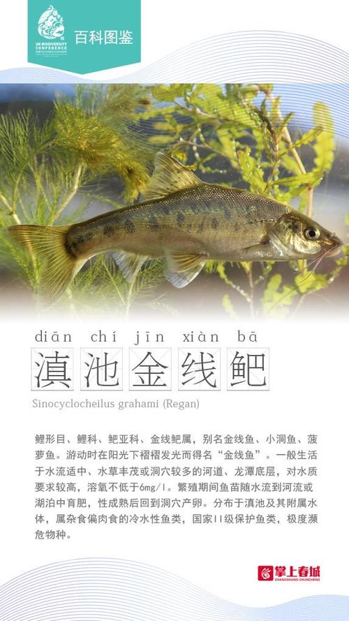 去澳门读研究生需要什么条件和云南滇池现鱼跳龙门与滇池跳水