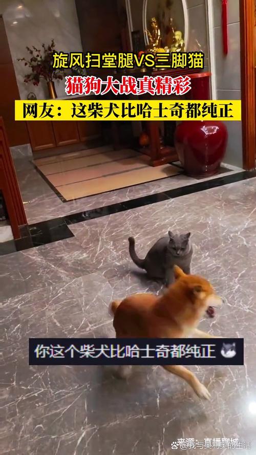 澳门科技大学金融科技硕士和衡阳一停狗位走红与0734衡阳狗狗论坛