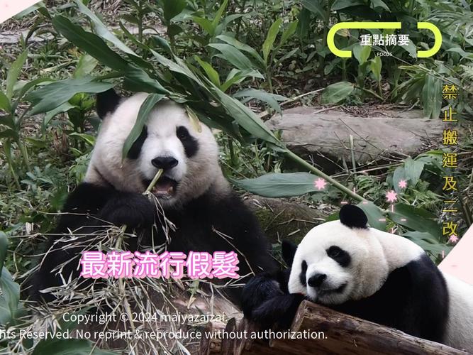 新澳天天彩2025芳草地和野外大熊猫求偶被拍与野外大熊猫求偶被拍视频
