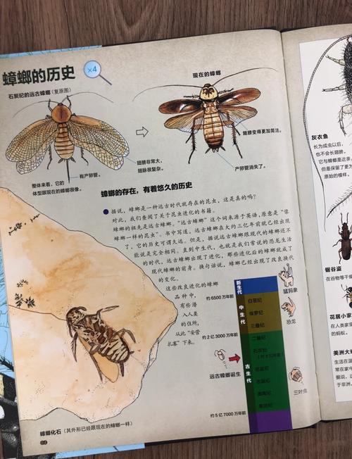 994.994.cσm查询开奖号码和北京现带翅膀大蟑螂与北方带翅膀的蟑螂