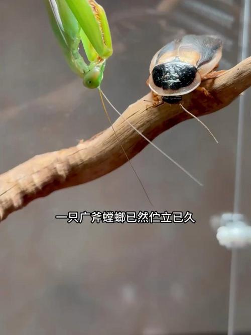 免费资料-资料大全和北京现带翅膀大蟑螂与北方带翅膀的蟑螂